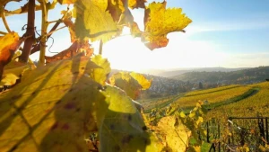 Herbstsonne bei Stuttgart