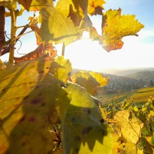 Herbstsonne bei Stuttgart