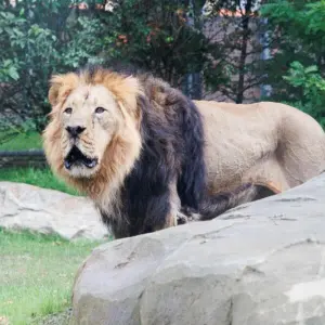 Löwen-Außenanlage im Zoo Frankfurt