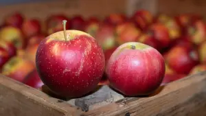Äpfel essen: Warum eine Allergie nicht das Aus bedeutet