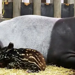 Tapir-Nachwuchs im Leipziger Zoo