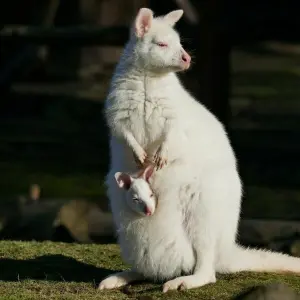 Weißes Känguru im Zoo Hoyerswerda