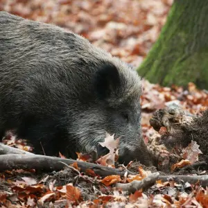 Wildschwein