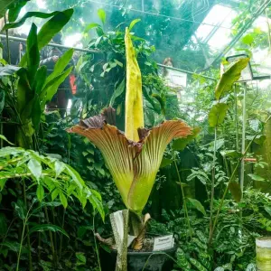Größte Blume der Welt - Bayreuther Titanwurz blüht