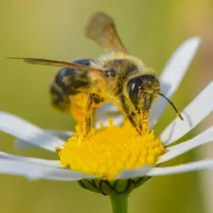 Fünf Tipps für einen bienenfreundlichen Garten