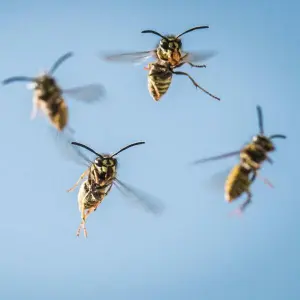 Anflug der Wespen