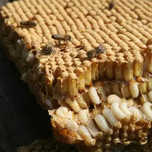 Varroamilben im Bienenstock