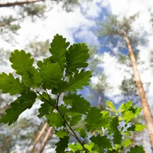 Eichen halten verblüffende Temperaturen aus