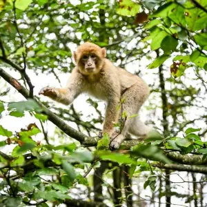 Berberaffen-Jährling tollt auf Baum