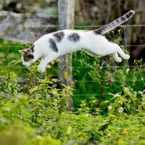 Eine Katze springt in einem Garten in ein Gebüsch