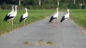 Weißstörche in Bayern