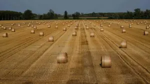 Landwirtschaft in Italien