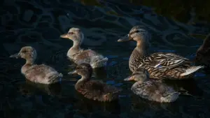Eine Entenfamilie schwimmt auf einem See