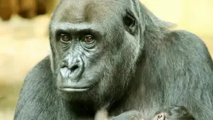 Gorillababy in Berliner Zoo geboren