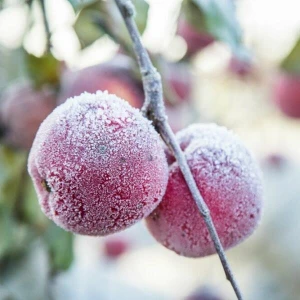 Äpfel mit Frost