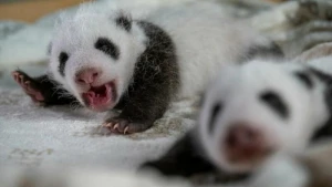 Panda-Zwillinge im Berlin Zoo