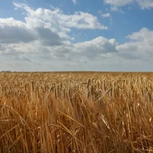 Gerste auf einem Feld