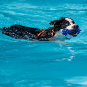 Hund im Wasser