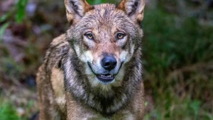 Wölfe im Nationalparkzentrum Falkenstein