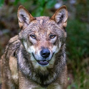 Wölfe im Nationalparkzentrum Falkenstein