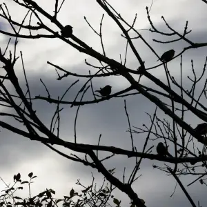 Vögel im Baum