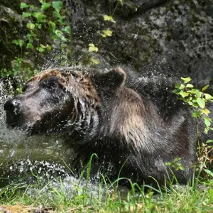 Braunbär Mykhailo erkundet sein neues Zuhause in Worbis