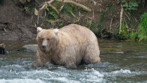 «Fat Bear»-Wahl