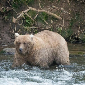 «Fat Bear»-Wahl