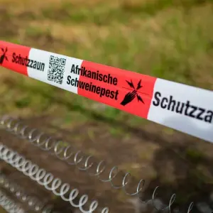 Schutzzäune gegen Afrikanische Schweinepest