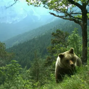 Bären im Trentino