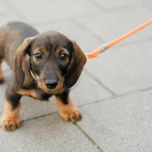 Erneut Rekordeinnahmen aus Hundesteuer