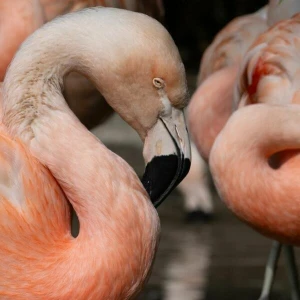 Flamingos im Zoo Frankfurt