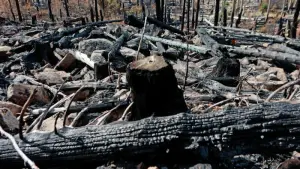 Nach Waldbrand am Königsberg