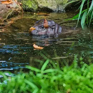 Bademeister-Job für Mini-Hippo Toni scheinbar gefragt