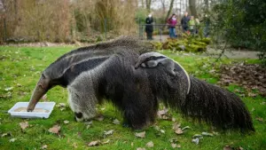 Ameisenbär «Estrella» im Zoo Magdeburg gestorben