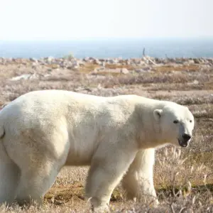 Eisbär in Kanada