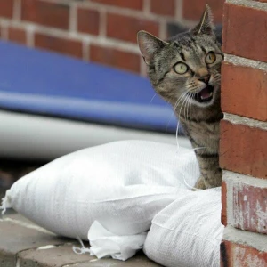 Katze sitzt während eines Hochwassers auf Sandsäcken