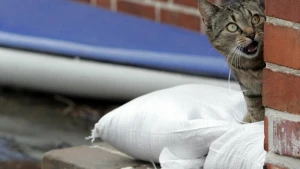 Katze sitzt während eines Hochwassers auf Sandsäcken