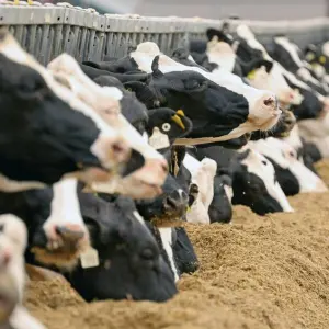 Tierwohl spielt für viele Verbraucher beim Milchkauf eine Rolle.