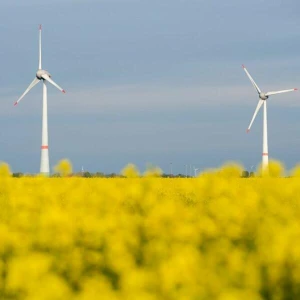 Rapsblüte in Niedersachsen