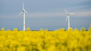 Rapsblüte in Niedersachsen