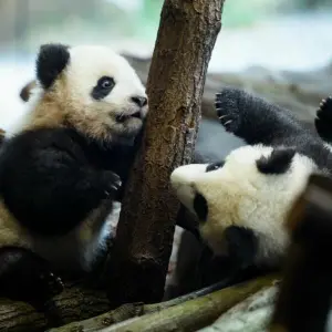 Erster Ausflug der Berliner Panda-Zwillinge