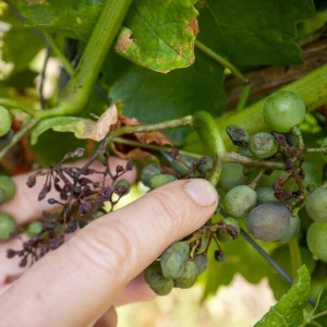 Falscher Mehltau in fränkischen Weinbergen