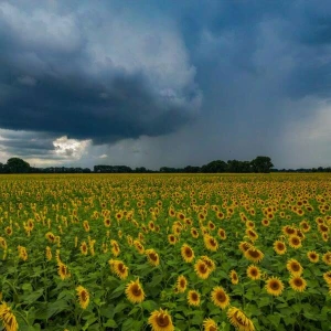 Regenschauer über Sonnenblumenfeld