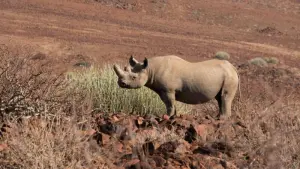 Spitzmaulnashorn in Namibia