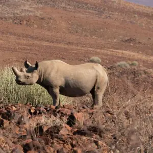 Spitzmaulnashorn in Namibia