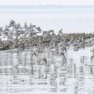 Zugvogeltage beginnen im Nationalpark Wattenmeer