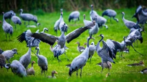 Erste Kraniche machen Rast im Norden