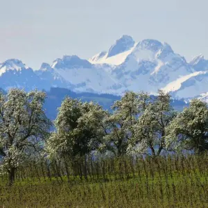 Obstblüte am Bodensee