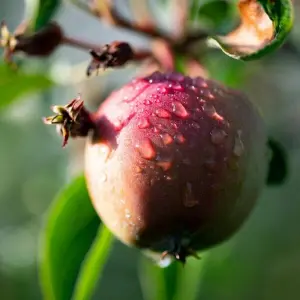 Äpfel im Alten Land bei Hamburg